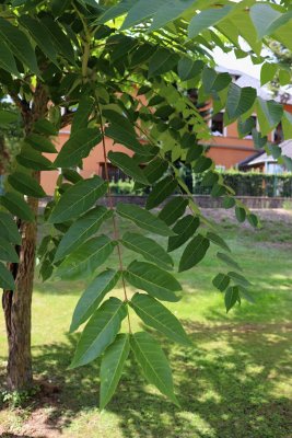 Ailanthus altissima - pajasan žláznatý - listy2 (81)